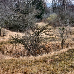 [137] Haldenlandschaft Neckendorf